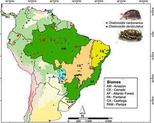 Occurrence points of C. denticulatus (red points) and C. carbonarius (blue points) in South America. These occurrence points were used in the ecological niche modeling, except four sites in southern Brazil where tortoise species were rewilded.