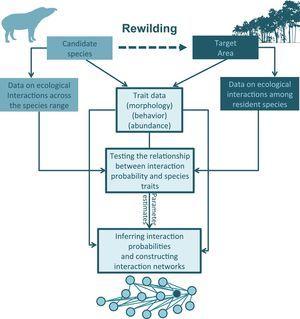 An outline for building ecological networks to inform rewilding programs. Data on the traits and interaction patterns of the candidate species can be used to test the relationship between specific traits and the probability of interactions with other species. Similar tests can be performed using data on the traits and interactions among the species occurring in the target area. The estimated parameters and trait data can then be used to compute interaction probabilities and build ecological networks simulating the rewilding scenario. The position of the introduced species in the network (as highlighted by the node with a different color in the model network) can then be inferred and network structure can be examined.