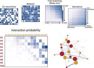 Building a probabilistic network. Each hypothetical matrix contains information on the probability of pairwise interactions between predator (rows, labeled P#) and prey (columns, labeled p#) species. Darker colors depict higher probabilities. Species are ordered according to decreasing body size from top to bottom and left to right. Interaction probabilities can be estimated according to different variables: co-occurrence, behavioral or natural history information known to affect interactions, trait matching (body–mass ratio is depicted in the example), and relative abundances. Overall interaction probabilities can be obtained from the element-wise product of the probabilities computed according to each variable and a probabilistic network or and ensemble of theoretical networks based on probabilities may be built and analyzed.