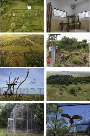 Part of the Rewilding project infrastructure. (a) Giant anteater rescue center with six pens. (b) Jaguar quarantine facility. (c) Pampas deer pre-release pen (below) and sanctuary (above). (d) Peccary, anteater and tapir pre-release enclosure. (e) One of the breeders facility in the CECY. (f) View of the enclosures for jaguar breeders and larger enclosures for mothers and offspring at the CECY. (g) Green-winged macaw's shelter cage. (h) Green-winged macaw's flight tunnel.