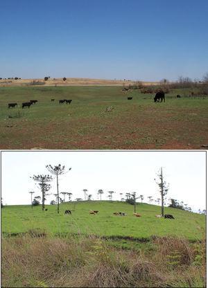 Tallgrass prairie and South Brazilian grassland landscapes. Top: C4 grassland in Oklahoma, USA, in April 2016. The tallgrass in the background is unburned and the green low structure in the foreground is from a prescribed fire ∼35 days prior. Bottom: C4 grassland and Araucaria angustifolia in Parque Estadual do Tainhas in Rio Grande do Sul, Brazil, in early November 2016. The tallgrass in the foreground is unburned and the green low structure in the background is a burn from late August 2016. Note that in both landscapes there is no fence between burned and unburned areas and the preference of cattle grazing in the burned area indicating an interaction between fire and grazing.