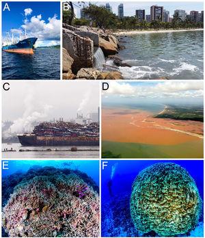 Doubts and hope for the world's marine biodiversity. Photos by Luiz A. Rocha, Felipe Buloto, Ingrid Taylar and Eric Mazzei.