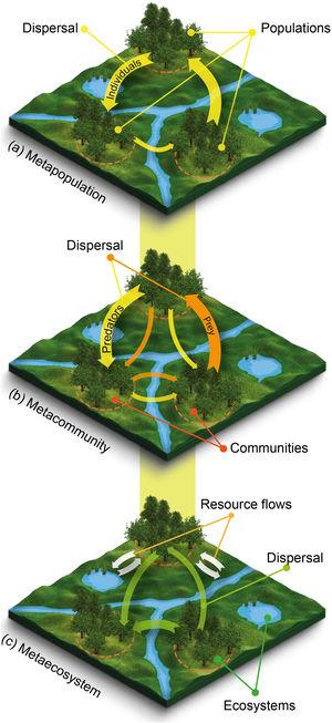 Schematic representation of metaecological entities: (a) a metapopulation, (b) a metacommunity, and (c) a metaecosystem. In each landscape, the orange dashed circle indicates local populations, communities or ecosystems in forest patches connected through the flow of organisms (colored arrows) and resources (white arrows). Note that flow rate (arrow thickness) may vary across the landscape. Even though metacommunities are defined as sets of communities linked by the dispersal of individuals of multiple interacting species, for the sake of simplicity much of what ecologists have studied as metacommunities are actually sets of assemblages of species within the same trophic level (not shown). Resource flows represented in the metaecosystem could be forest patches contributing leaf litter to streams and lakes, in turn contributing emerging insects for birds foraging in forest patches.