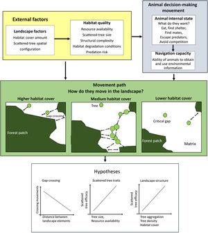 The movement ecology framework (Nathan et al., 2008; Fahrig, 2007) applied to movement across an open matrix, showing the decision-making using scattered trees. The blue background components are related to animal decision-making (internal state, navigation capacity). The yellow background components refer to external factors affecting decision-making (landscape factors, habitat quality). The movement path and the decision to use the scattered trees depend on how animals perceive and use environmental information. Thus, we predicted that a bird's decision to (1) cross swaths of inhospitable habitat in a single flight (gap-crossing), or to use scattered trees as stepping stones will depend on the distance to the nearest habitat patch (gap size). In large gaps, the use of scattered trees in movement path will be essential to reach the neighboring habitat patches; (2) use some specific scattered trees will depend on plant species trait (tree size is a proxy for perching spot, resources: presence of fruits, flowers, and nests); (3) use of scattered trees depends on landscape structure (particularly, the amount of habitat cover, habitat patchiness, and matrix quality). All these decisions need to be made by weighing trade-offs between the costs of predation risk and benefits of additional or alternative resources elsewhere than the current patch.