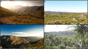 Landscape and vegetation typical of the Campo Rupestre. (A) Wide shot of the Campo Rupestre highlands showing mixed woody and herbaceous communities on a rocky habitat. (B) Vast grasslands with rock outcrops dominated by flowering Actinocephalus bongardii. (C) Quartzitic gravel soil habitat immersed in a matrix of sandy and rocky grasslands. (D) Among rock outcrops, some larger species develop such as Vellozia gigantea. Photos by A. Gomes (A, C) and G.W. Fernandes (B, D).
