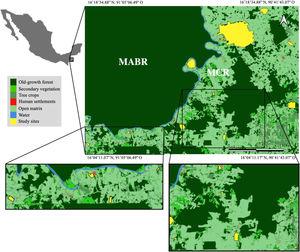 Location of the 20 forest patches (in yellow) studied in the Marqués de Comillas Region (MCR) separated from the Montes Azules Biosphere Reserve (MABR) by the Lacantún River (shown in blue), Chiapas, Mexico. Tree crops include, but are not limited to, oil palm, rubber and cacao plantations. Open matrix includes, but is not limited to, annual crops such as corn, bean, chili, and cattle pastures.