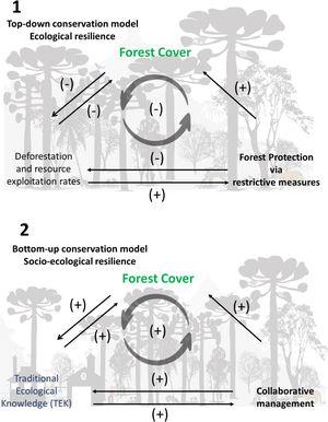 The schematic top-down and bottom-up conservation models of Araucaria Forest systems are self-organized in contrasting ways, with different feedbacks. Solid lines represent positive/negative effects. Cycle schemes (gray shaded) represent the feedback loop, its direction (i.e. counter-clockwise) and its result: negative/buffer effect or positive/self-reinforcing state. 1. Schematic representation of the interactions involved in top-down policies, such as Strictly Protected Areas. This scheme improves only a portion of the target ecosystem, neglecting potential socio-ecological interactions (i.e. local people). This classical conservationist approach creates a buffer feedback, i.e. it sustains the current state. Excessive resource exploitation or deforestation generates protective measures that benefit forest cover. However, a forest protected by top-down measures may not completely avoid these disturbances (e.g. deforestation and overexploitation) and might not contribute to other external stressors, such as climate change. They also reduce the benefits for local peoples, who are virtually excluded from the system. 2. Schematic representation of the interactions produced by bottom-up policies. Independently from restrictive measures, this schematic socio-ecological system indicates an increase in the system’s resilience, due to a self-reinforcing mechanism that promotes araucaria forest expansion. Hence, by incorporating TEK and co-management initiatives, this scheme increases the general resilience of the social-ecological system. Note: our conceptual model is not mutually exclusive, both top-down and bottom-up strategies co-occur within AFS and contribute to maintaining native forest remnants.