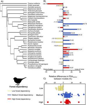 (A) Consensus phylogeny (based on Jetz et al., 2012) indicating the relationship between the 36 bird species modeled in this study. (B) Relative differences in predicted suitable area (PSACO/CV) of climate-only (CO) model compared to climate–vegetation (CV) model. Positive values indicate larger ranges predicted by climate-only model and negative values indicate larger ranges predicted by climate–vegetation model. (C) Relative differences in predicted suitable area (PSACO/CV) according to species’ forest dependency. Different letters indicate significant differences in relative range size differences (adjusted p values < 0.05).
