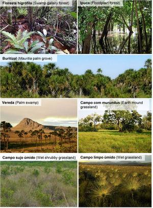 Main vegetation types occupying wetlands in the Cerrado (see also Table 1 for detailed information).