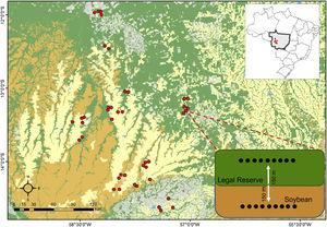 Location of the study area and the 42 landscape sampled in Amazonian forests (green), Cerrado savannahs (brown), and soybean cropland (yellow). At each sampled landscape (red circles), 9 pitfall traps were distributed 150-m apart along a 300-m core-edge-soybean transect including native vegetation, and soybean plantation. Grey areas in the map indicate cattle pasture. The sample design is shown int the inset.