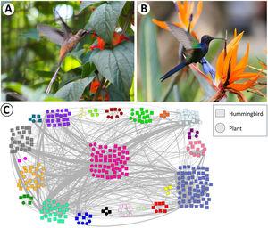 Photographs illustrating interactions that were extracted from Wikiaves platform and the resulting interaction meta-network. Planalto Hermit, Phaethornis pretrei (A) interacting with Holmskioldia sanguinea (Lamiaceae). Swallow-tailed Hummingbird, Eupetomena macroura (B) interacting with Strelitzia reginae (Strelitziaceae). Hummingbird-plant interaction network from citizen science data (Total Matrix), different colors represent different modules, squares are hummingbirds and circles are plants (C).