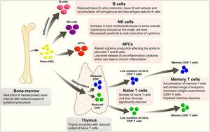 Changes in the immune system with age.