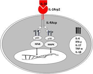 Ação da IL‐36 em seu receptor e ativação vias intracelulares de ativação da transcrição de genes pró‐inflamatórios.