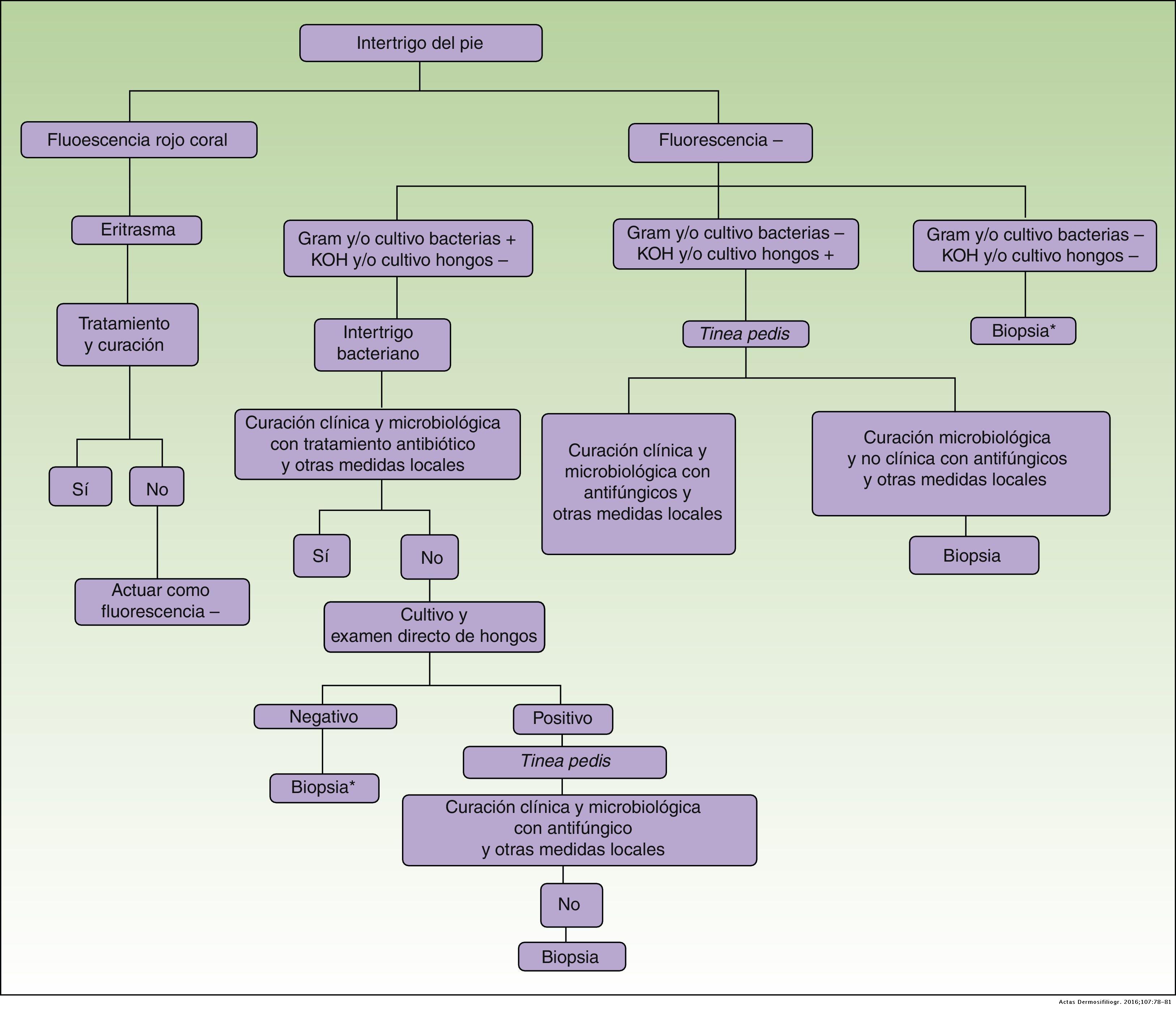 Interacción de Pseudomonas aeruginosa y hongos dermatofitos Interacción de Pseudomonas aeruginosa y hongos dermatofitos
