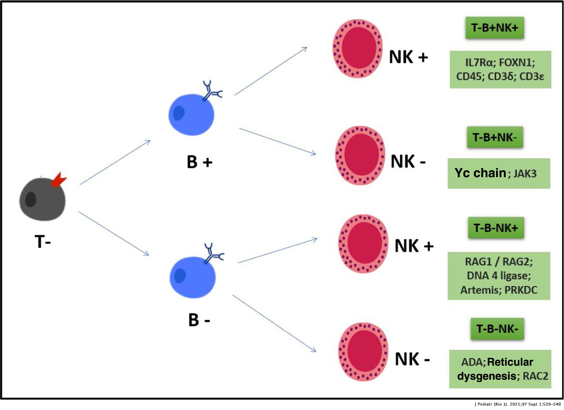 Combined immunodeficiencies | Jornal de Pediatria