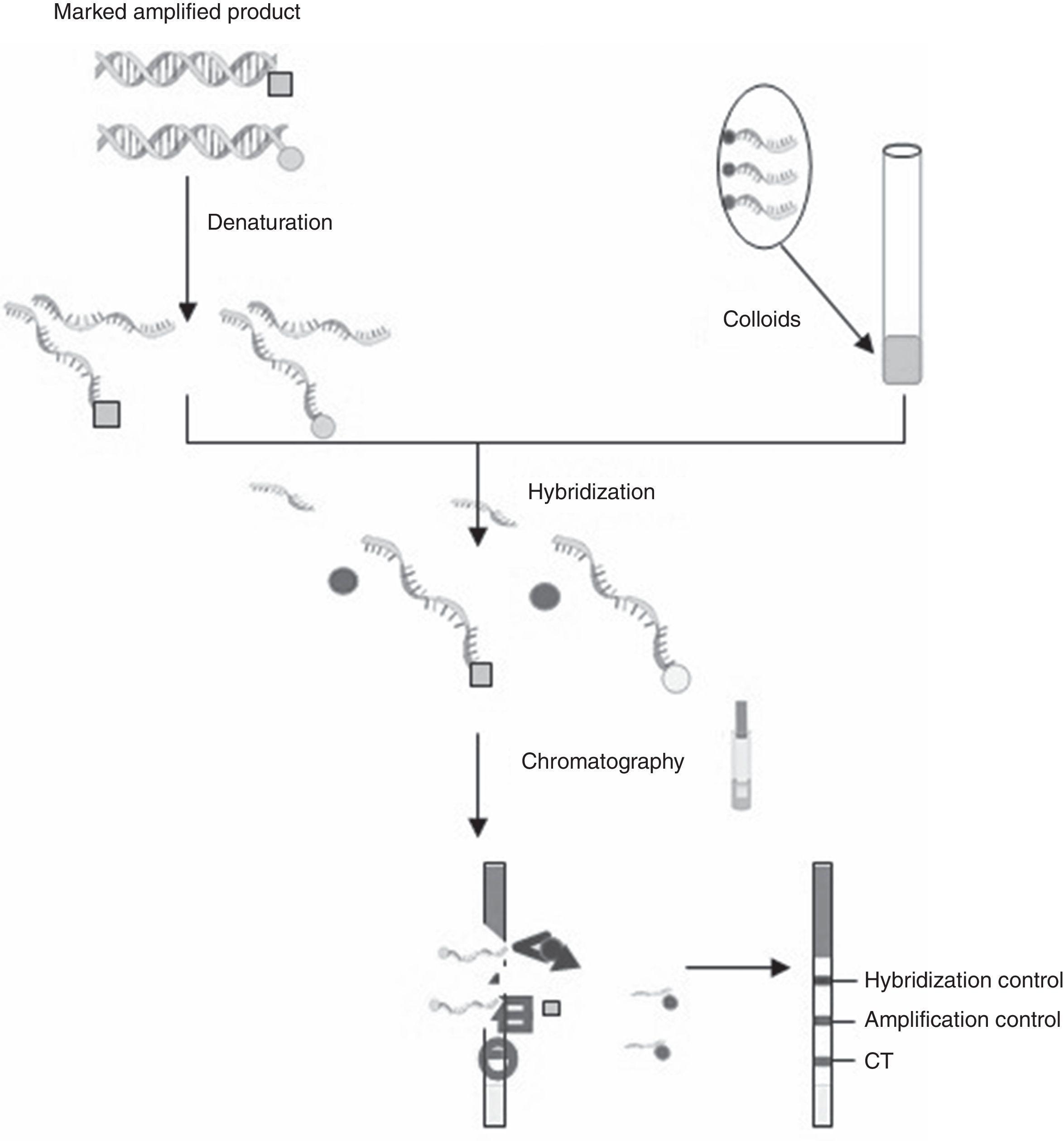 Comparison of the CT OligoGen kit with cobas 4800 assay for detection ...