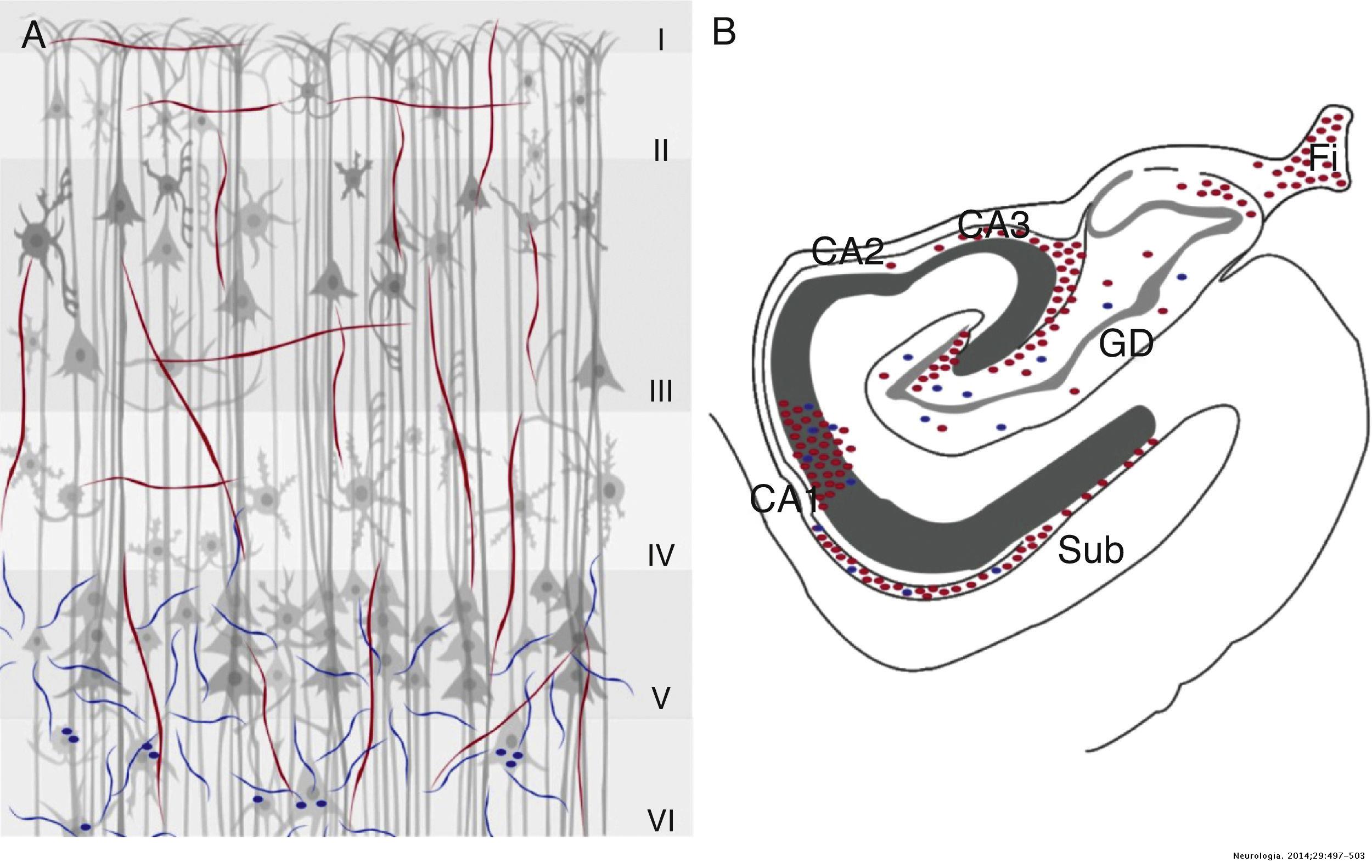 Marcaje colinérgico en la corteza cerebral y el hipocampo en algunas ...
