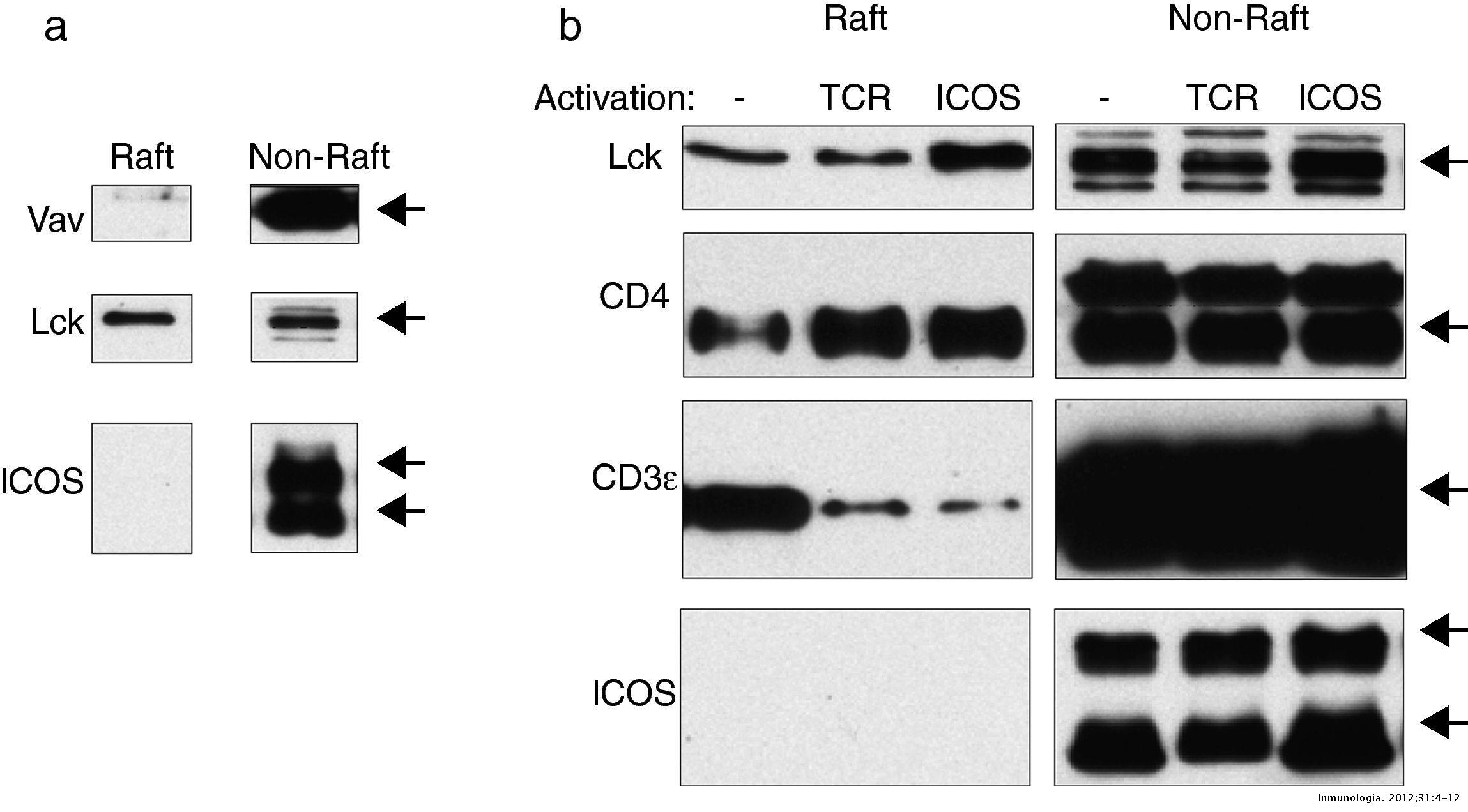 Dissociation of actin polymerization and lipid raft accumulation by ...