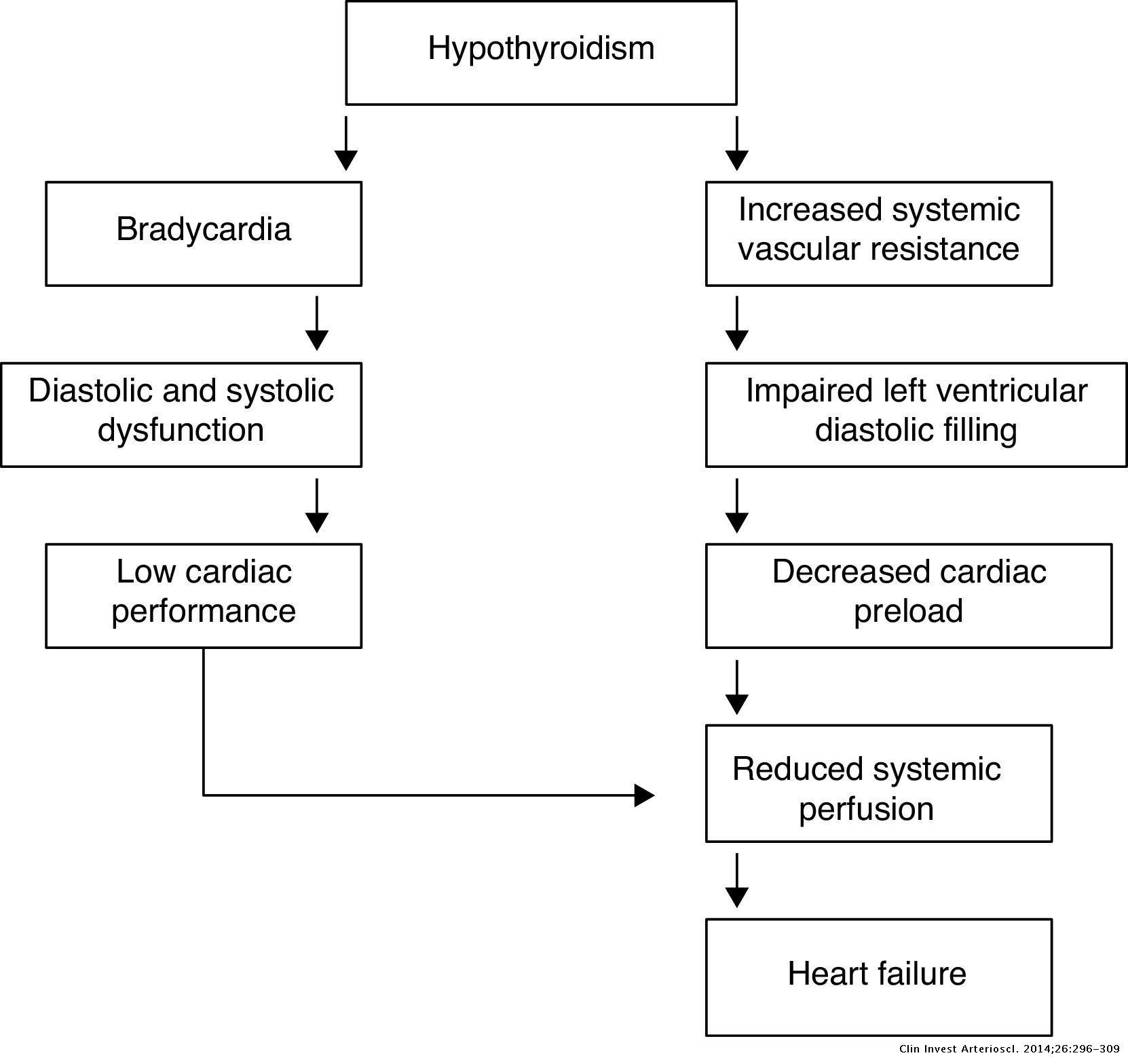 Effects Of Thyroid Hormones On The Heart Cl nica E Investigaci n En effects-of-thyroid-hormones-on-the-heart-cl-nica-e-investigaci-n-en