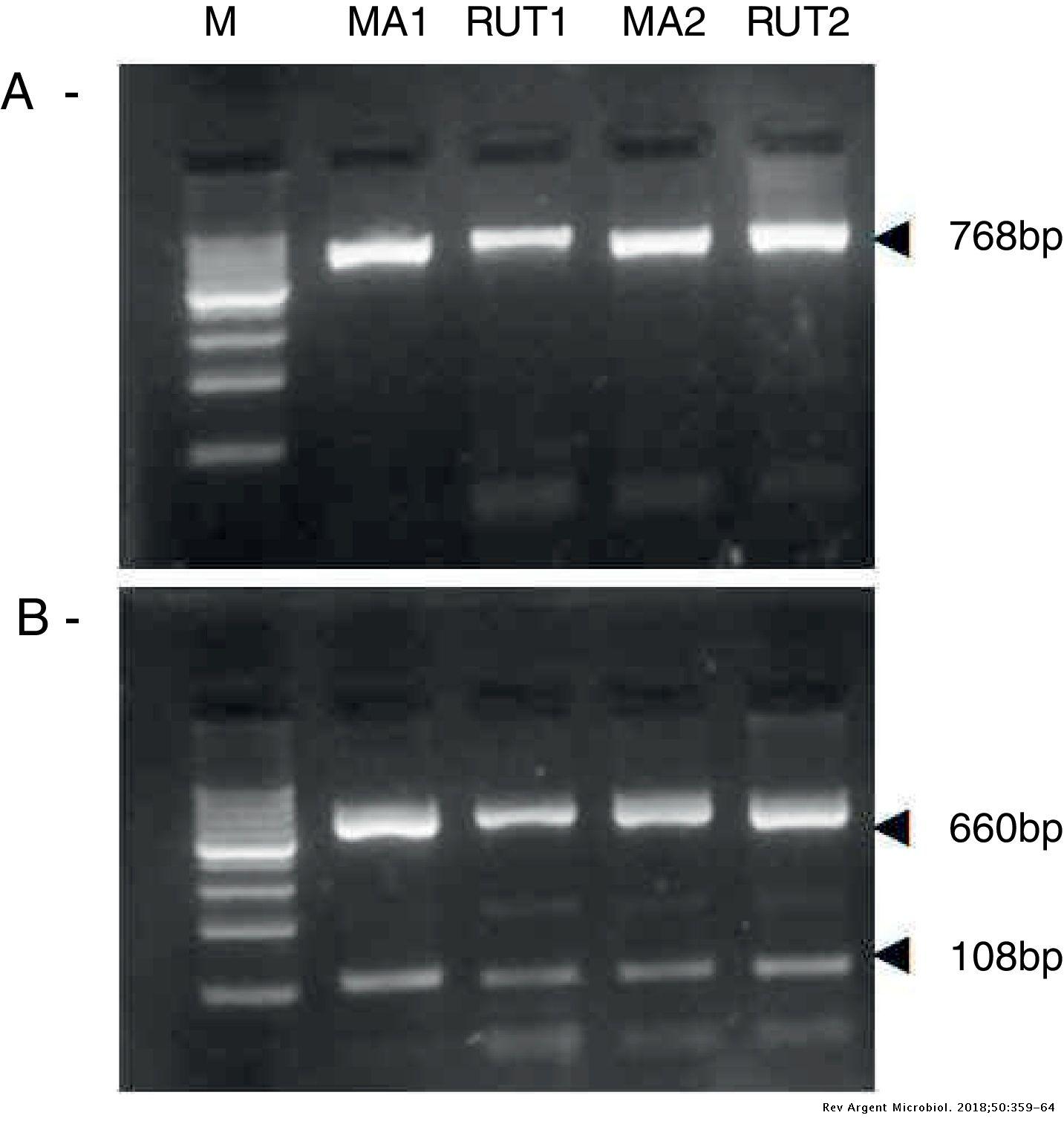 Usefulness of rapid urease test samples for molecular analysis of ...
