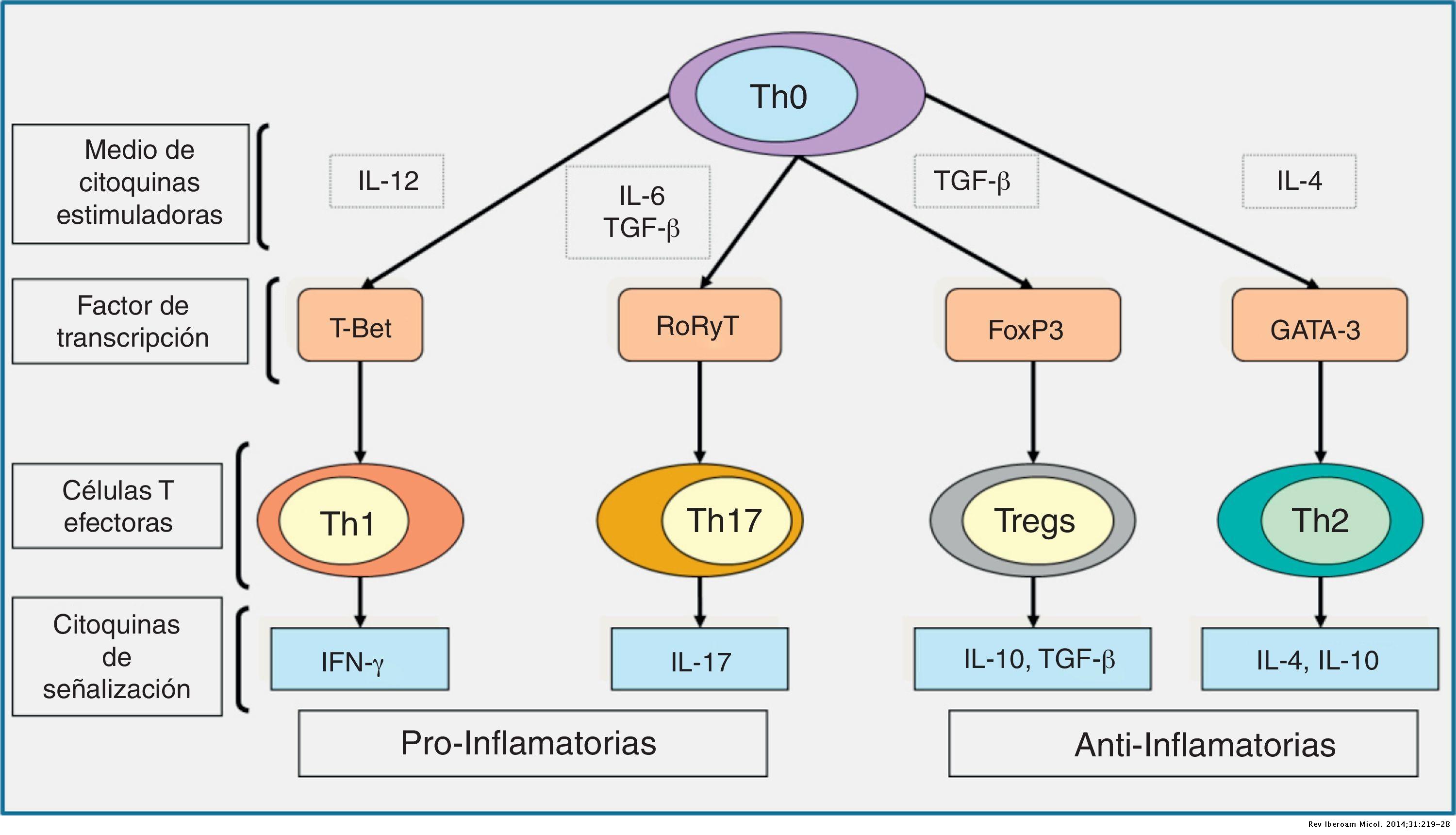 Inmunopatología de las micosis invasivas por hongos filamentosos ...