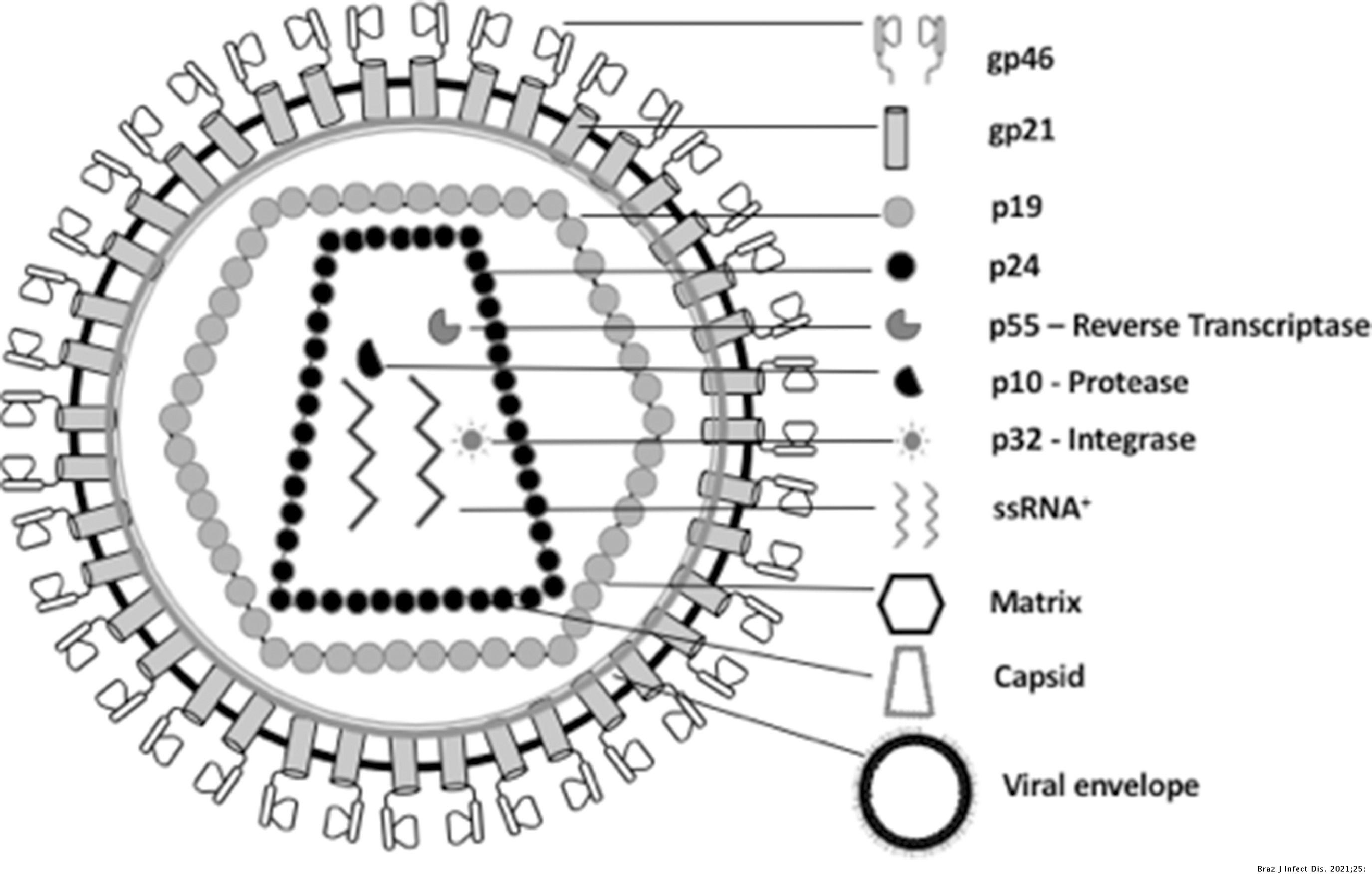 Pathogenesis of HTLV-1 infection and progression biomarkers: An ...
