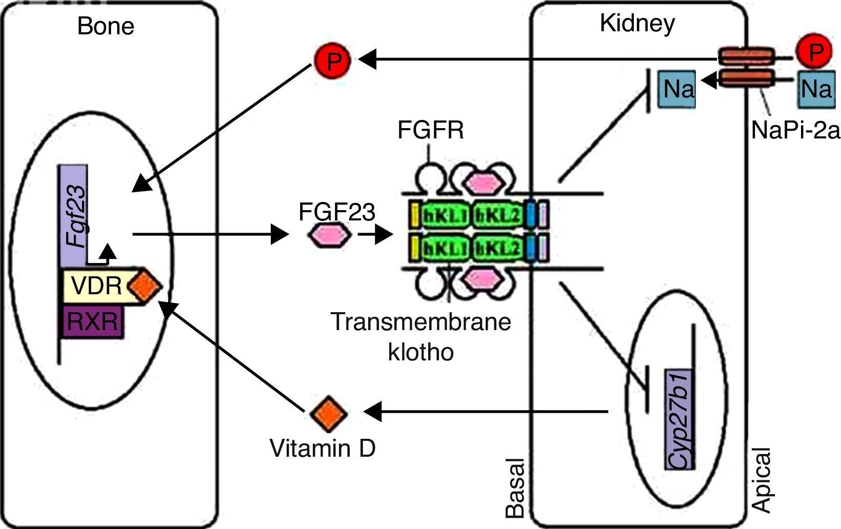 Klotho its various functions and association with sickle cell disease