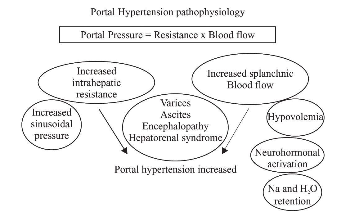 Pregnancy And Portal Hypertension A Pathology View Of Physiologic 