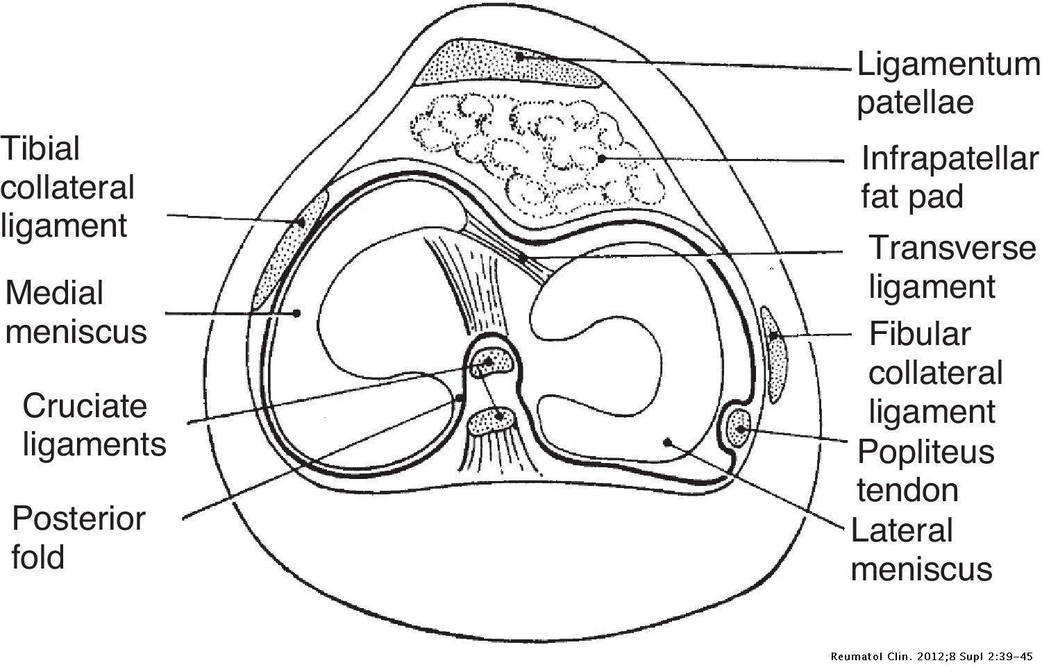 Clinical Anatomy of the Knee Biology Diagrams