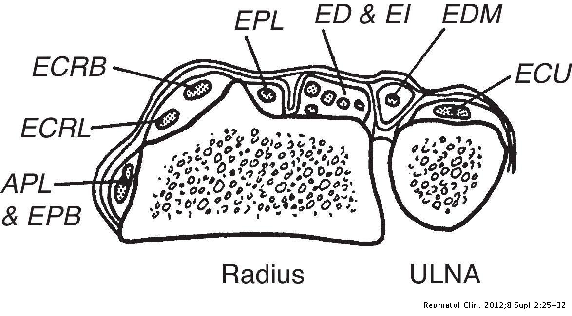 Clinical Anatomy of the Hand | Reumatología Clínica