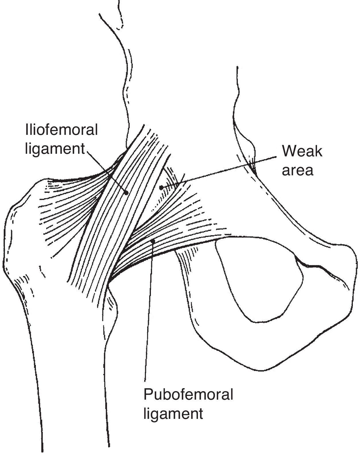 Clinical Anatomy of the Pelvis and Hip | Reumatología Clínica