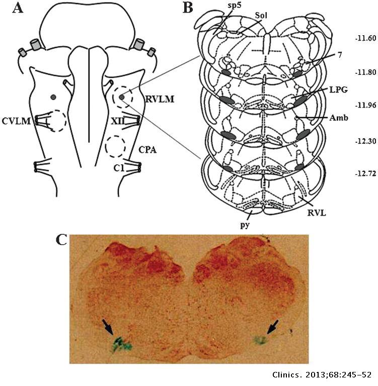 The pressor effect of angiotensin-(1-7) in the rat rostral ...