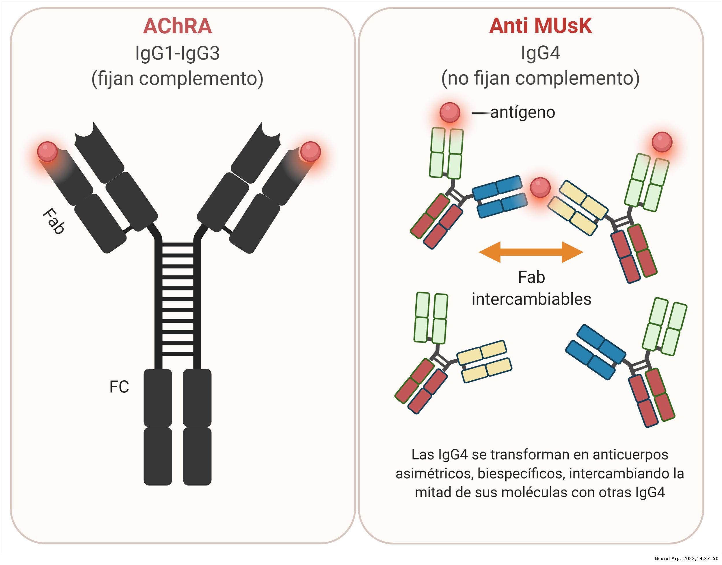 Utilidad de los anticuerpos en las enfermedades de la unión