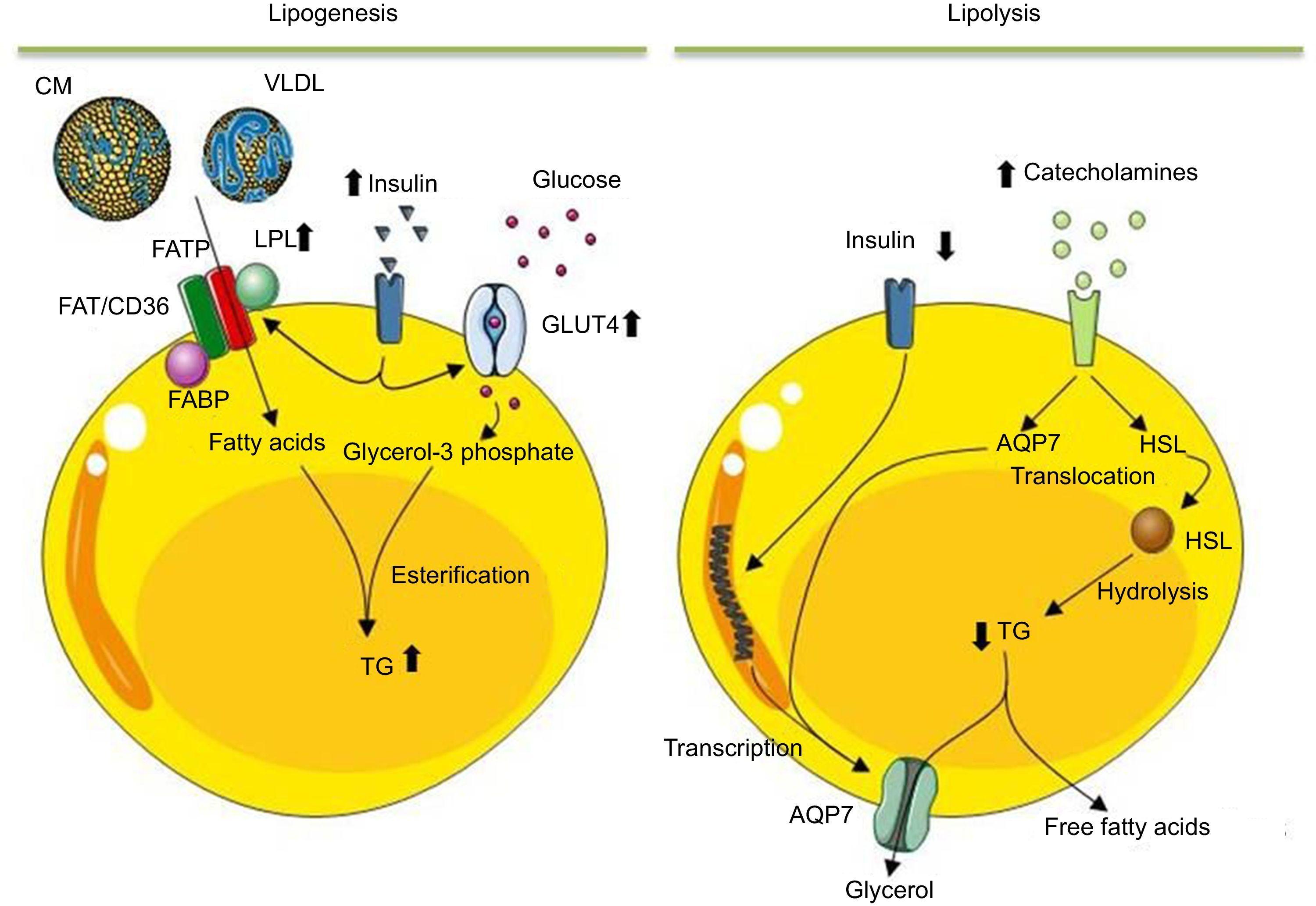 Adiposederived Mesenchymal Stem Cells and Their Reparative Potential