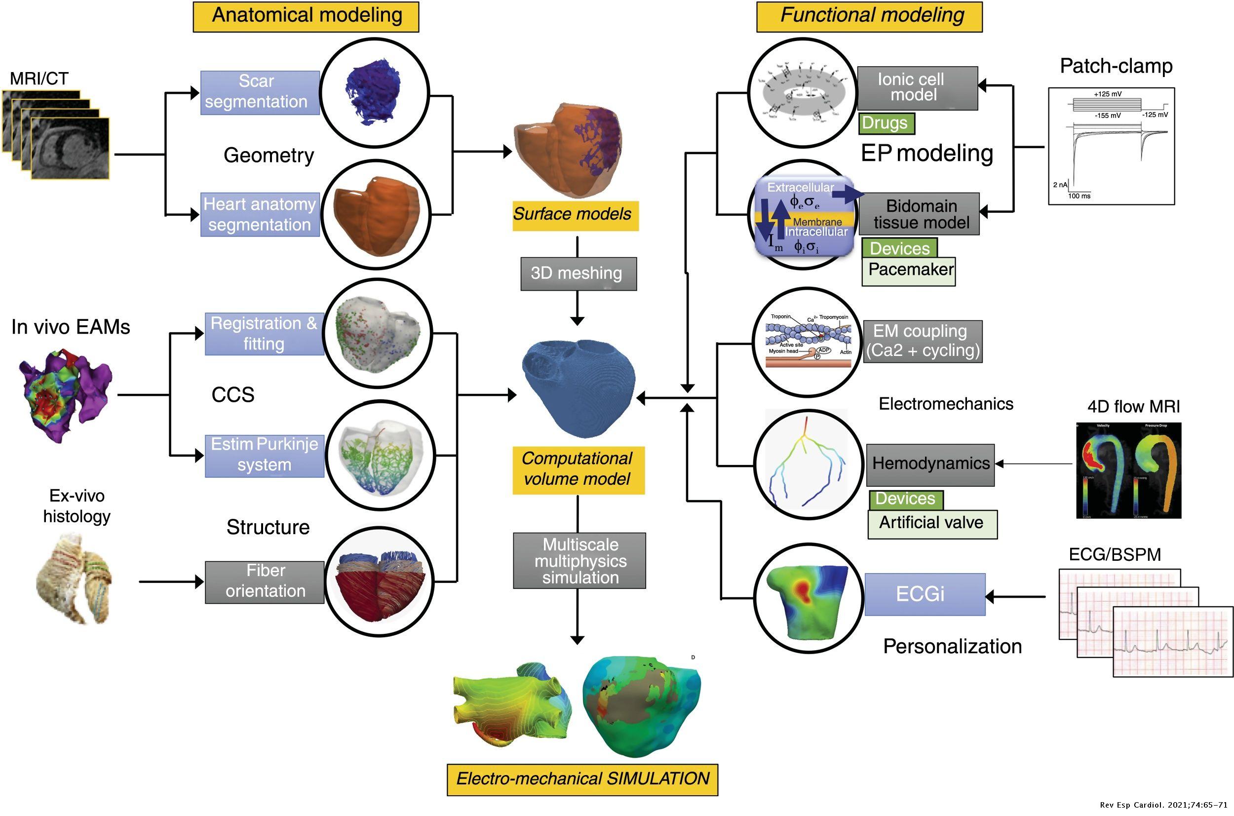 Cardiac computational modelling | Revista Española de Cardiología