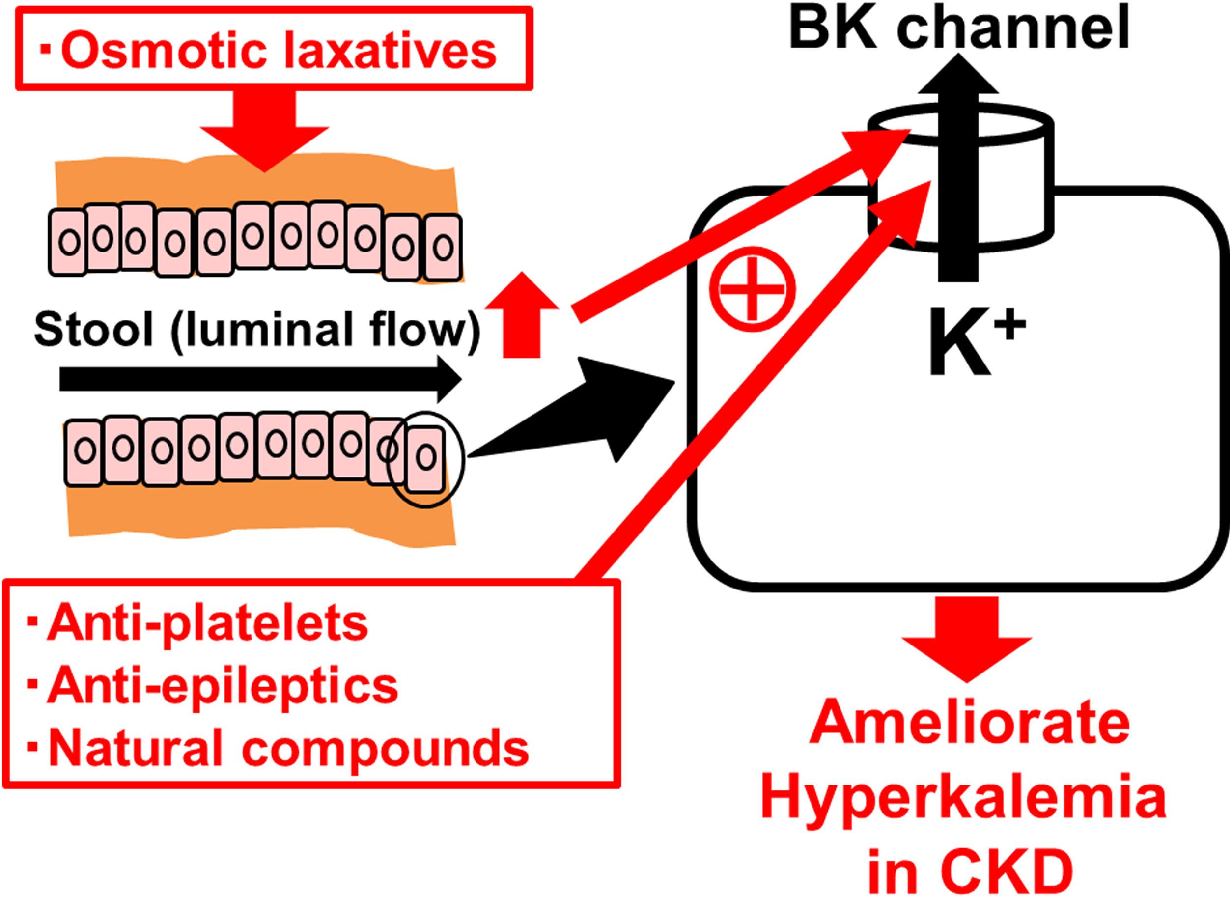 targeting-colonic-bk-channels-a-novel-therapeutic-strategy-against