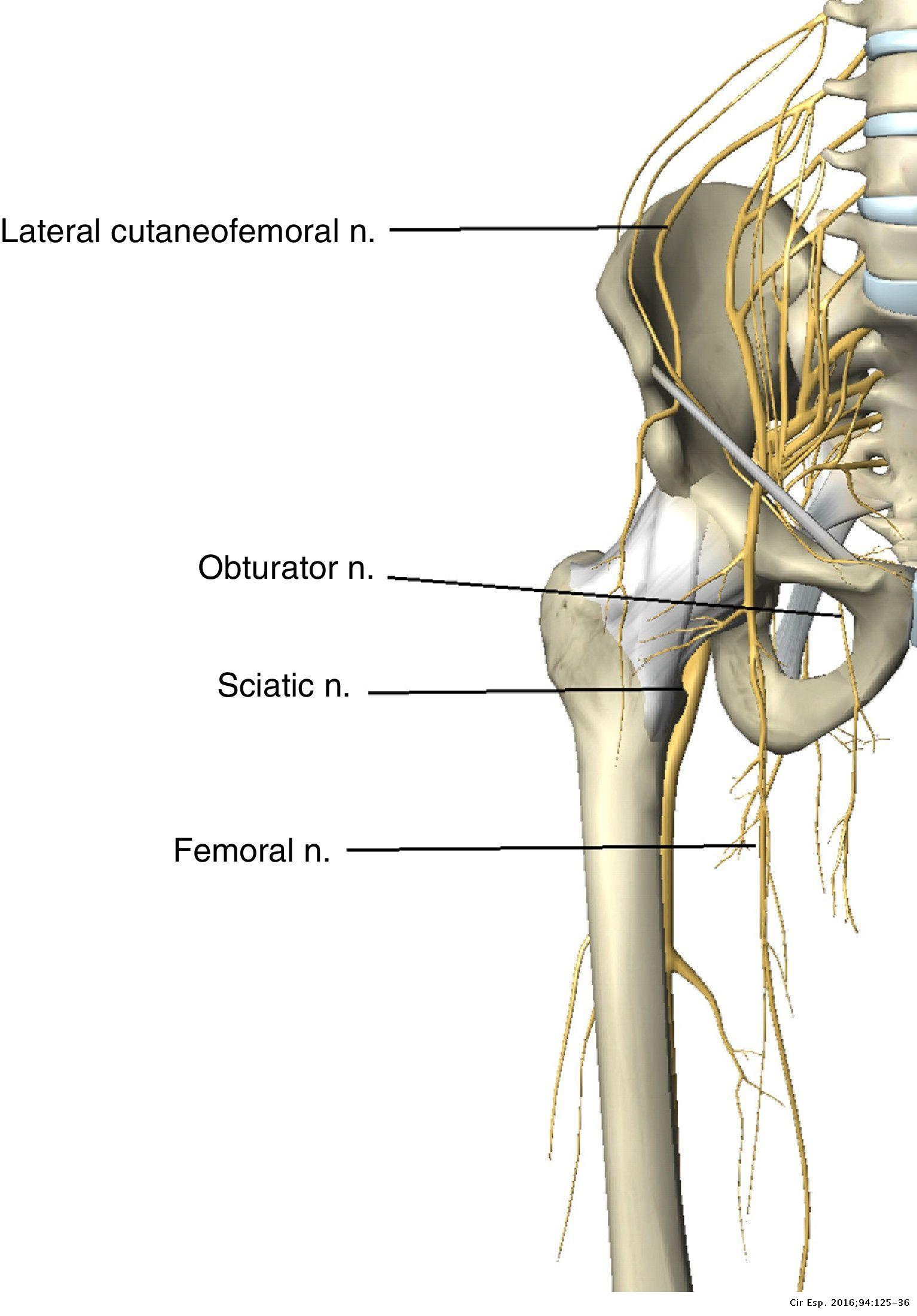 Obturator Nerve Femoral Nerve