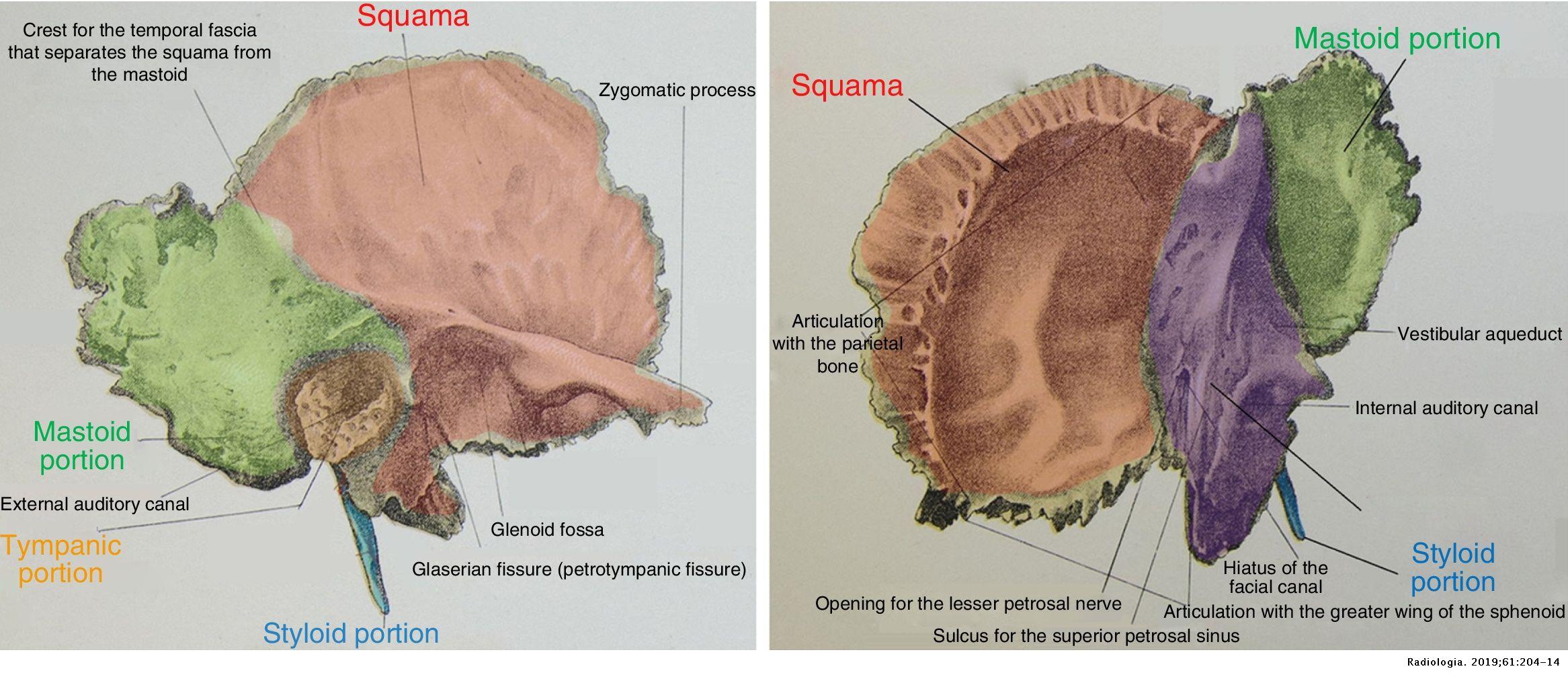 Petrous Temporal Bone
