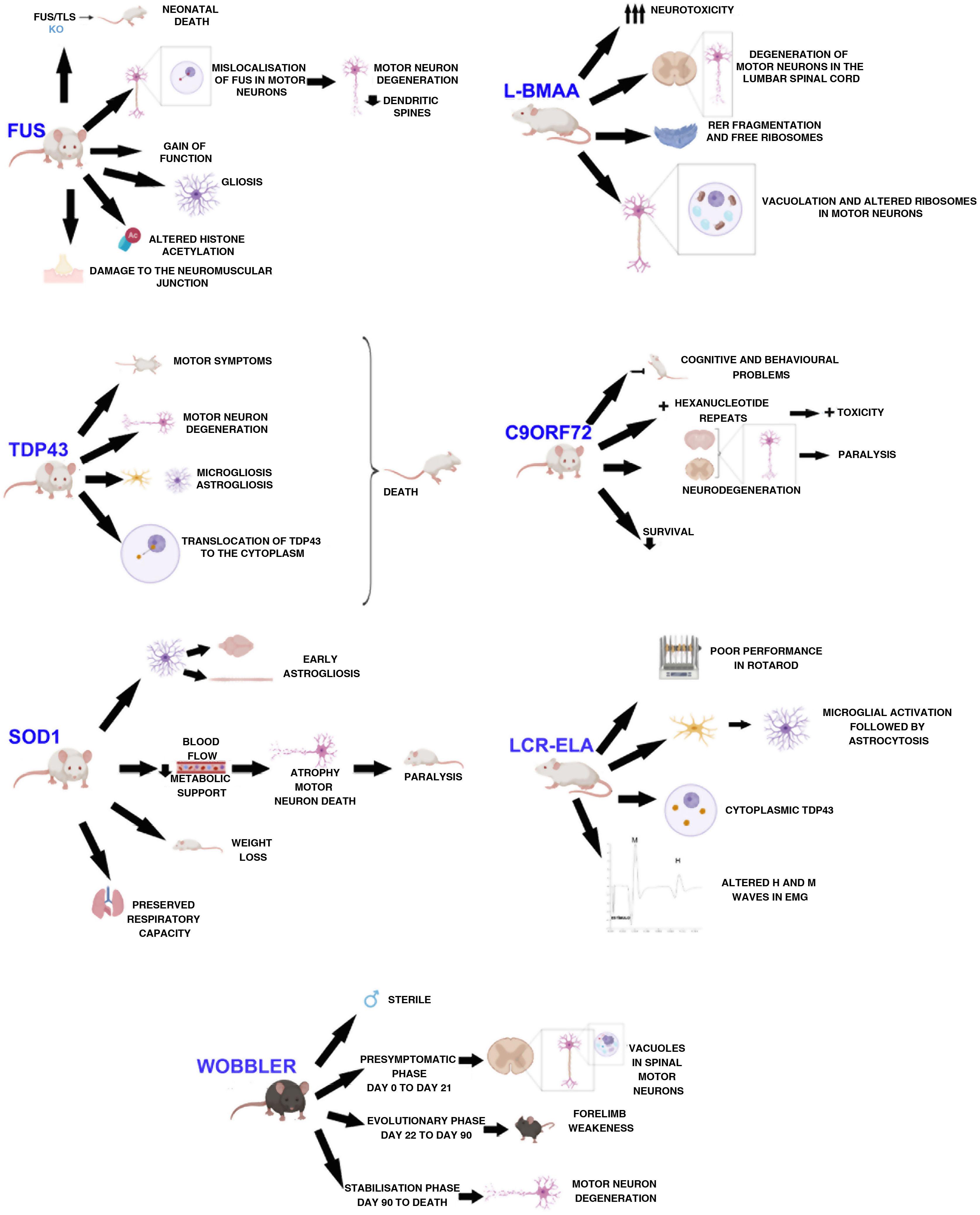 experimental murine models