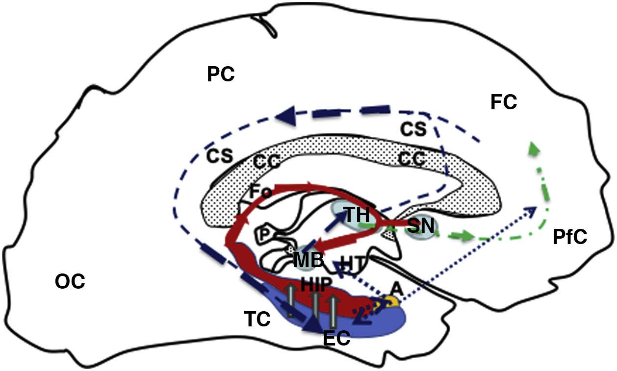 Variations of the grid and place cells in the entorhinal cortex and ...