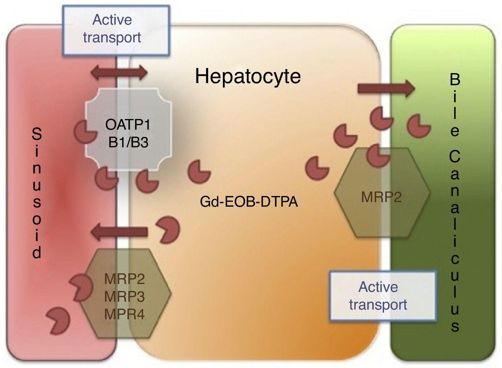 Liverspecific gadoxetic acidenhanced resonance for focal