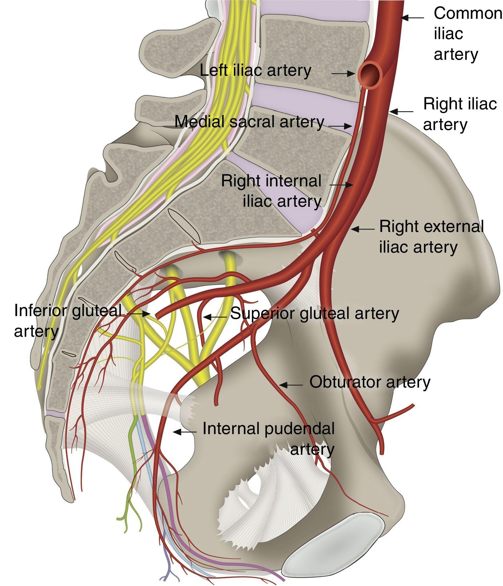 Pudendal Nerve Ischial Spine