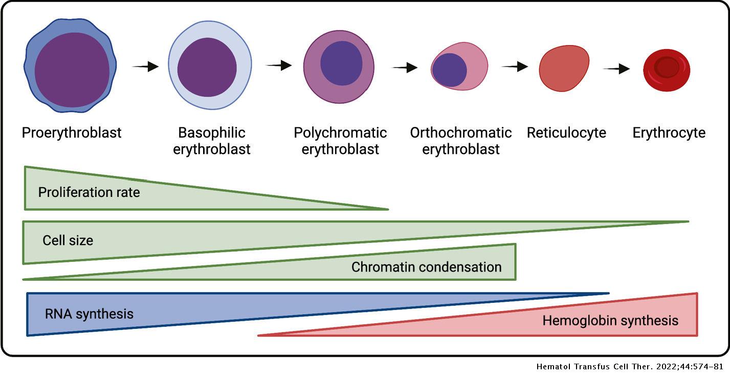 Macrophages key players in erythrocyte turnover Hematology