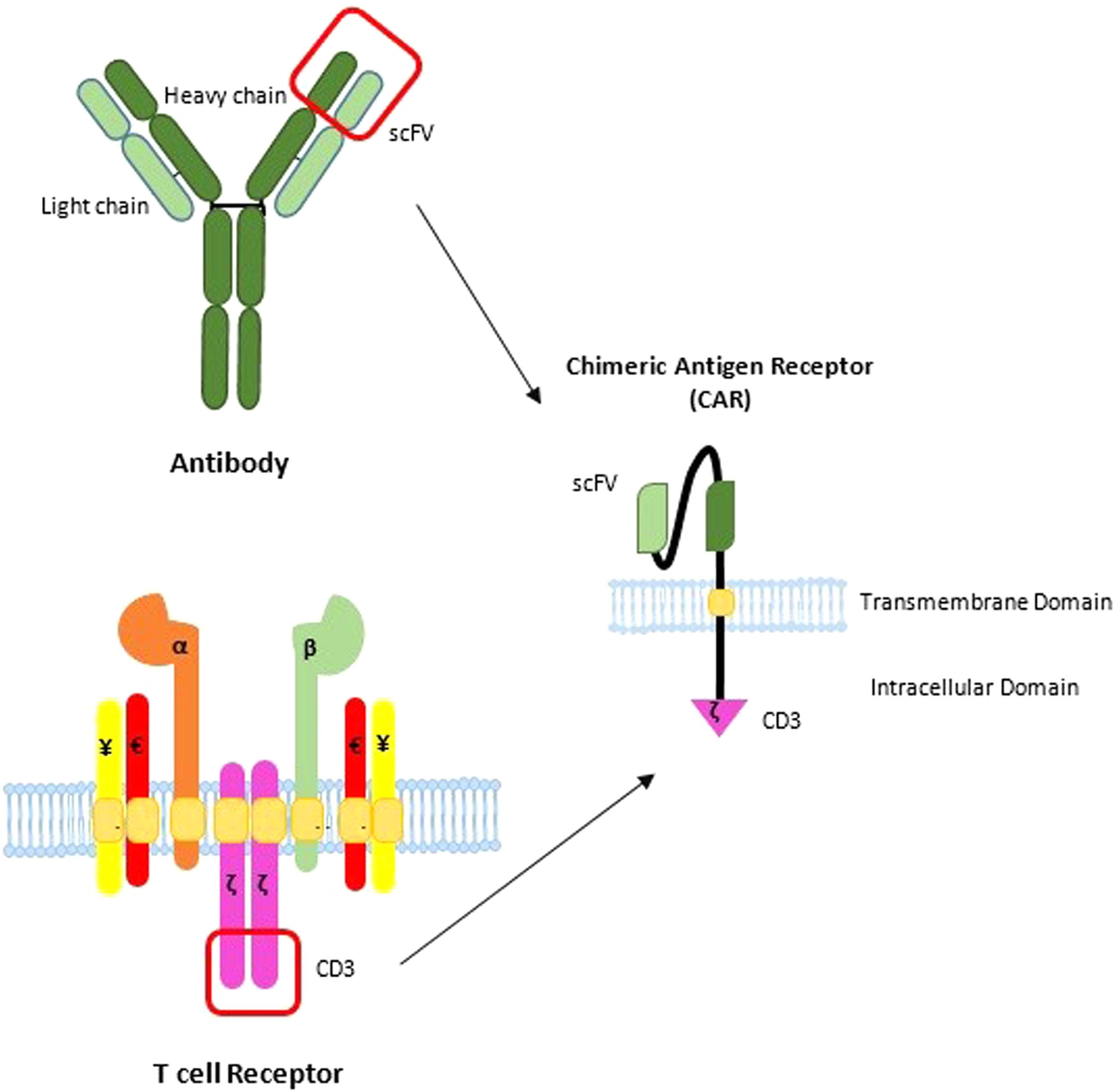 Novelty in improvement of CAR T cell-based immunotherapy with the aid ...