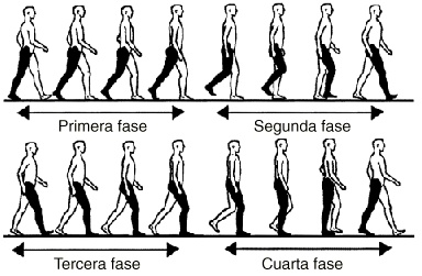 Resultado de imagen para biomecanica de la marcha