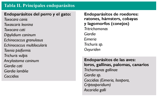 Endoparasitosis en animales de compañía. | Farmacia Profesional