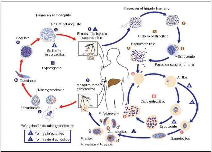 Epidemiologia Y Tratamiento Del Paludismo Offarm