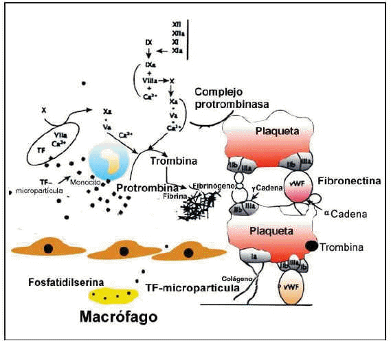 role of coronary risk factors in blood thrombogenicity and acute coronary syndromes revista espanola de cardiologia