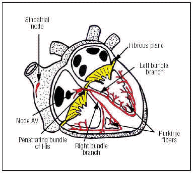 Conducting System of the Heart - Bundle of His - SA Node - TeachMeAnatomy