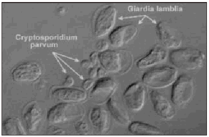 Cryptosporidium és giardia az uszodákban UV-berendezések